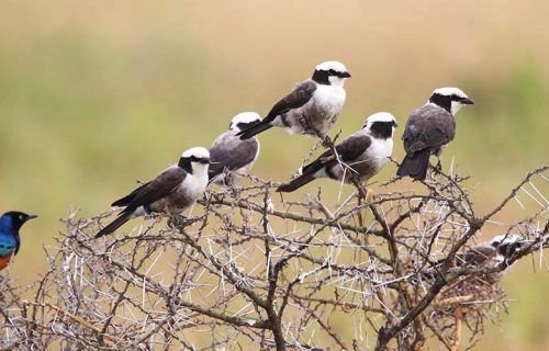 A group of african birds perched on a wattle, many northern white-crowned shrikes, Eurocephalus rueppelli, and a superb starling, Lamprotornis superbus, found in Serengeti National Park, Tanzania