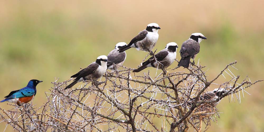 A group of african birds perched on a wattle, many northern white-crowned shrikes, Eurocephalus rueppelli, and a superb starling, Lamprotornis superbus, found in Serengeti National Park, Tanzania