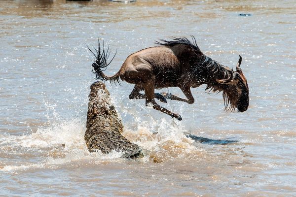 Grumeti River Migration Crossing