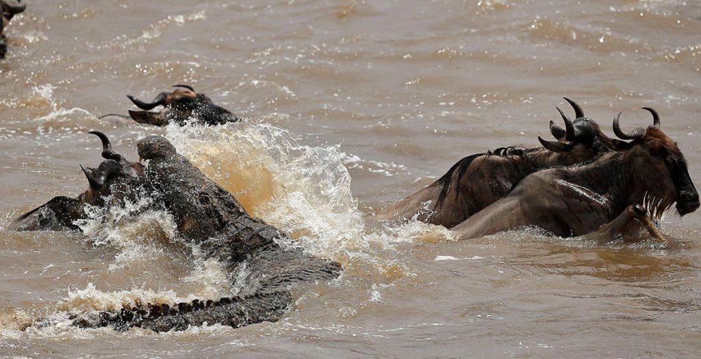 Grumeti River Migration Crossing