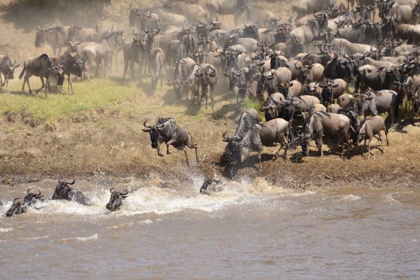 Wildebeest Migration crossing the Mara River