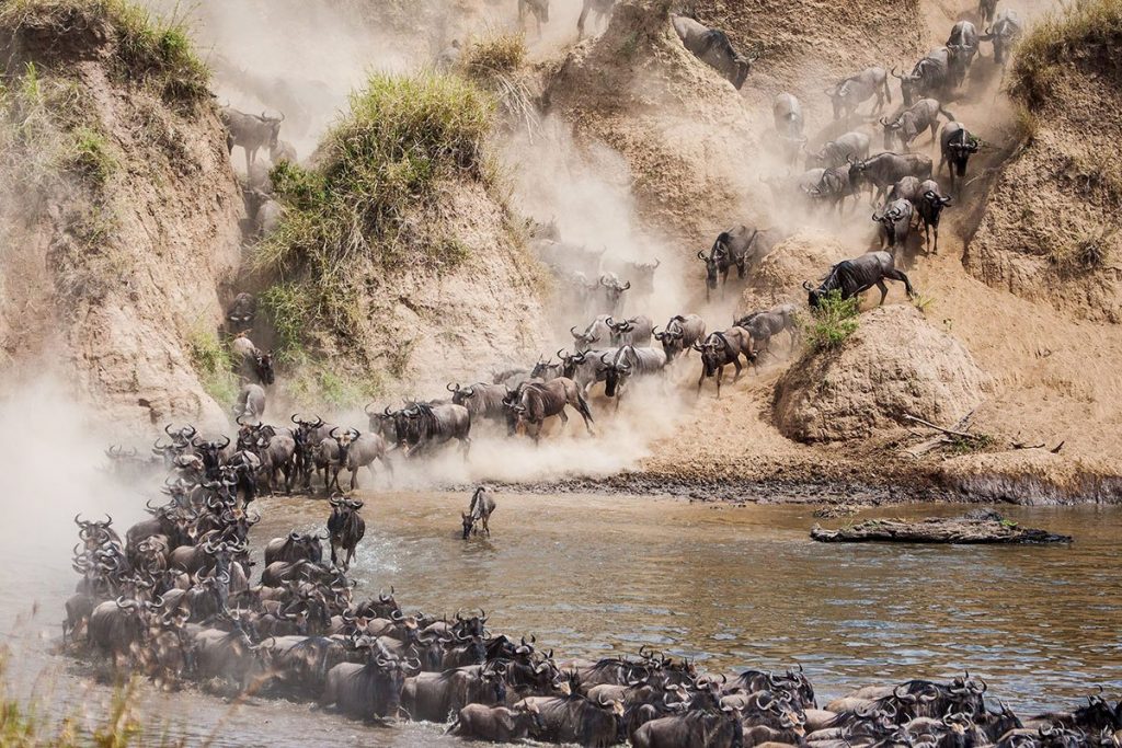 Wildebeest Migration crossing the Mara River