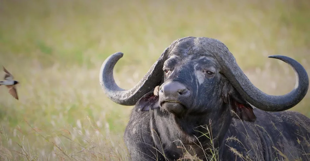 African Buffalo