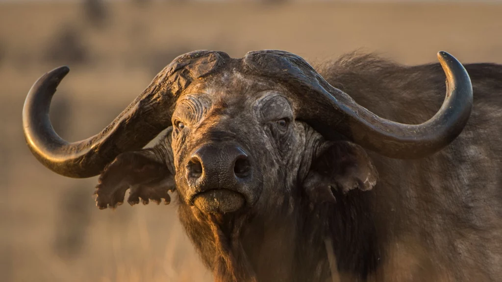 African Buffalo Facts