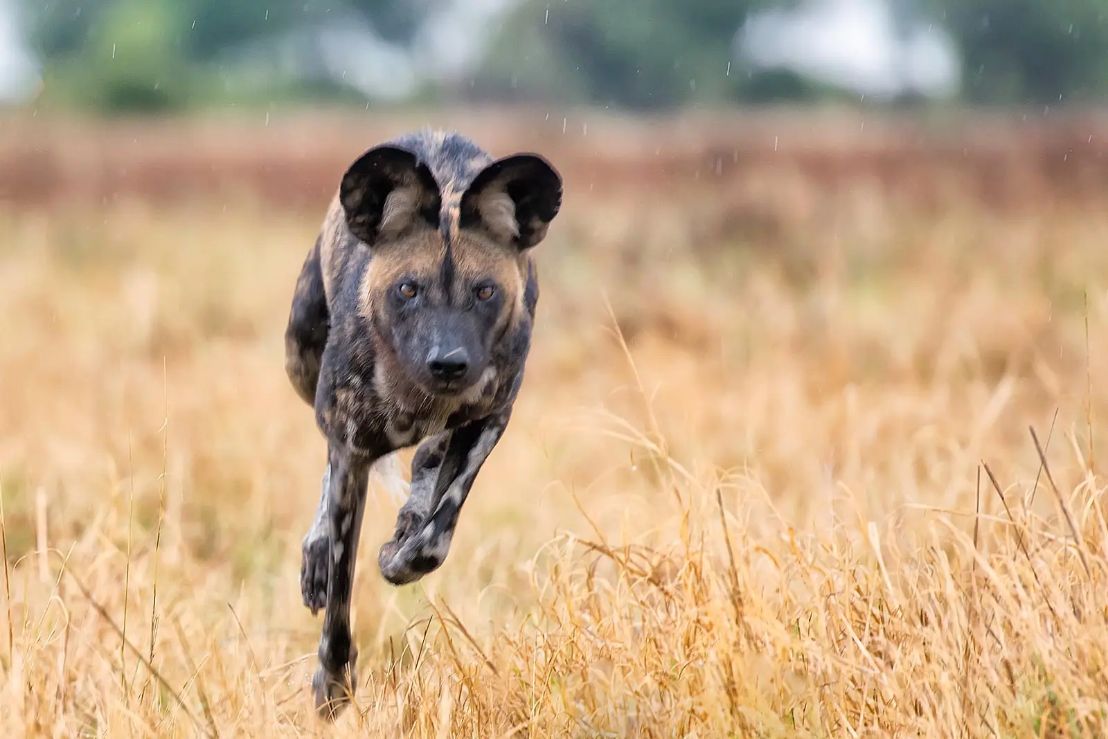 african wild dog being hunted