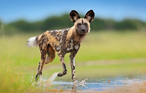 African Hunting Dogs