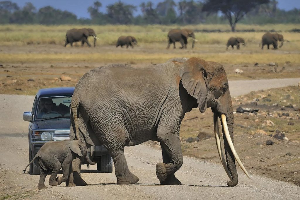 African elephant in Serengeti National Park