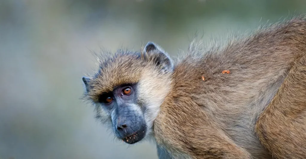 Baboon Facts