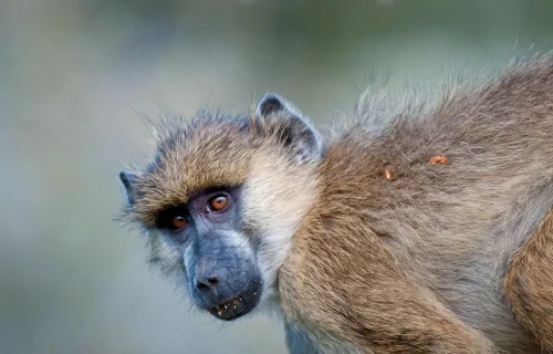 Baboon Facts
