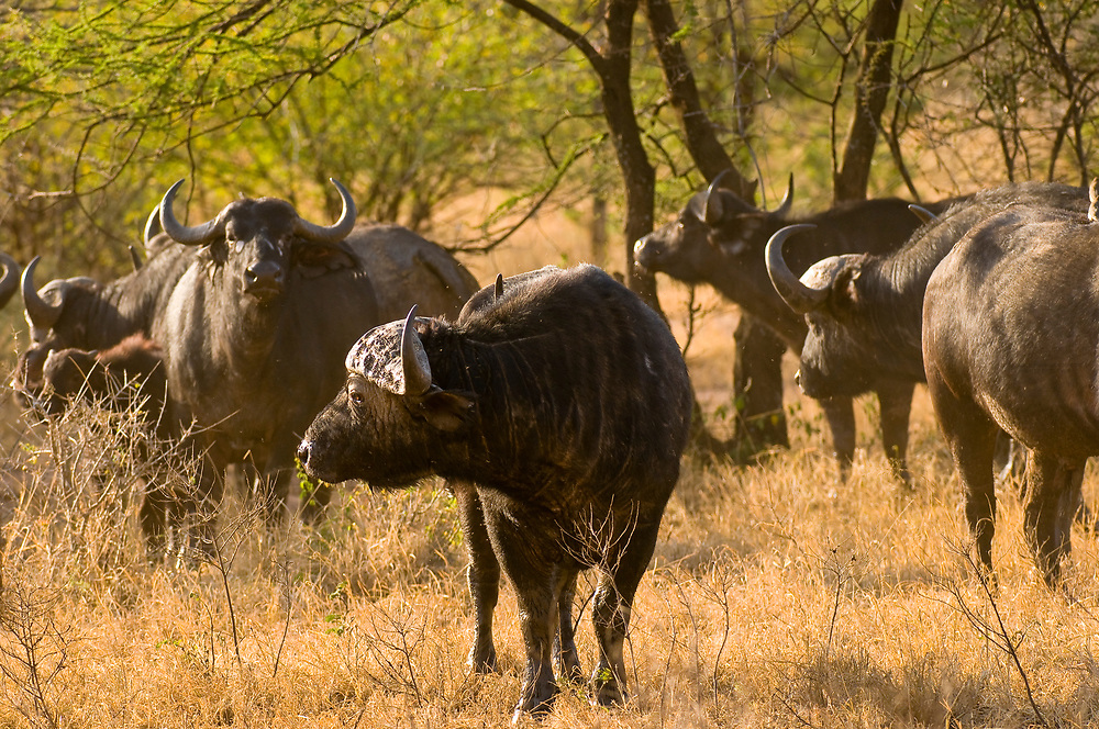 Buffaloes in Serengeti National Park