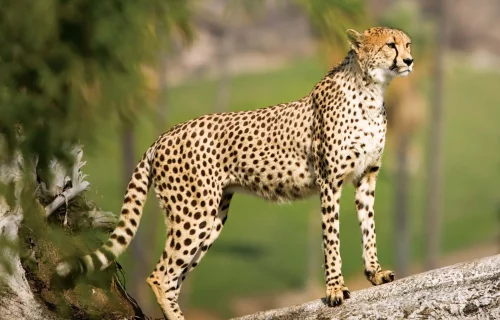 Cheetah