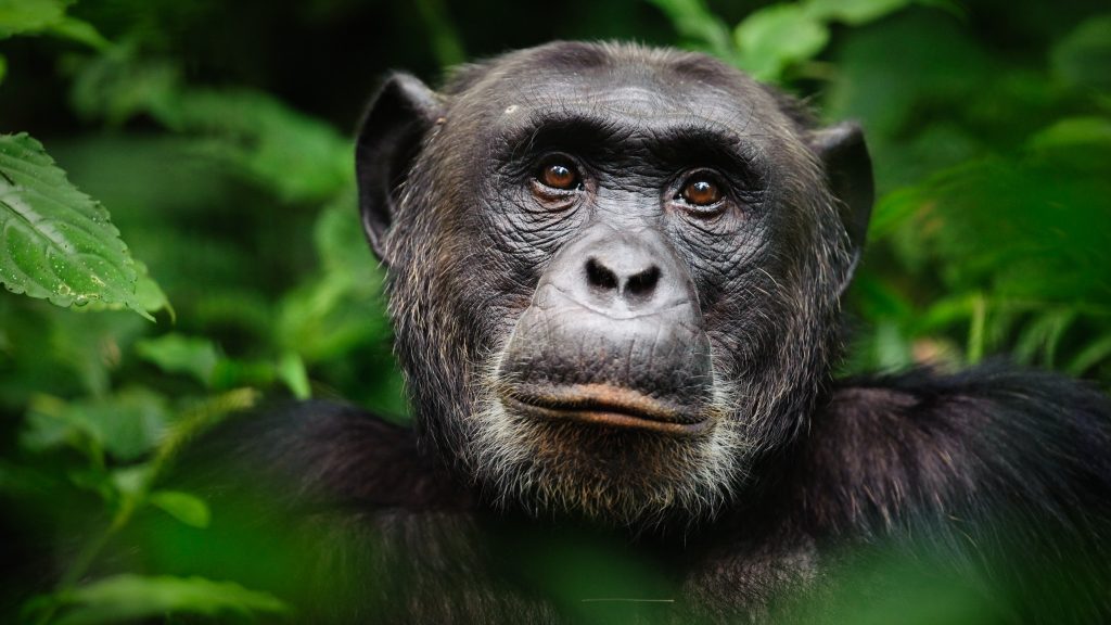 Common chimpanzee (Pan troglodytes)