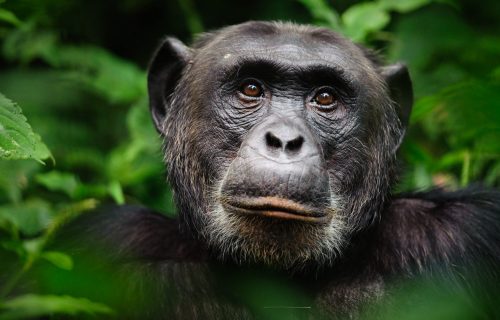 Common chimpanzee (Pan troglodytes)