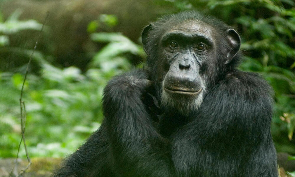 Chimpanzee