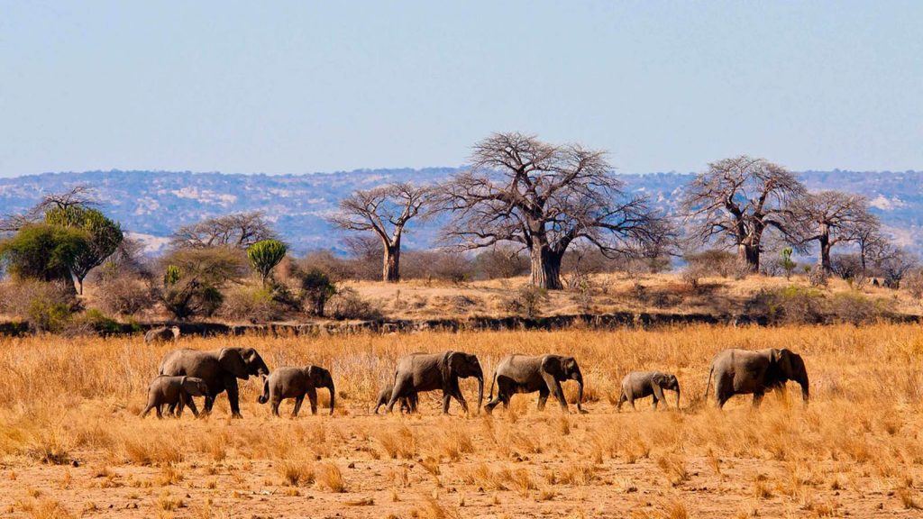 Elephants in Tarangire National Park