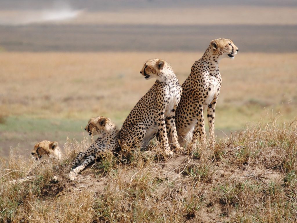 Leopards in Serengeti National Park