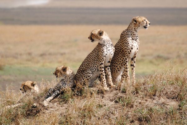 Leopards in Serengeti National Park