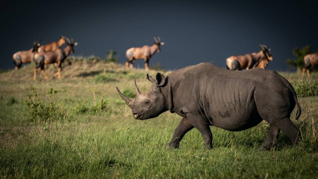 Rhinoceros in Serengeti National Park