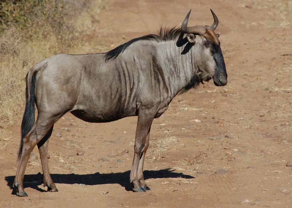 Wildebeest.