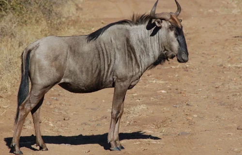 Wildebeest.