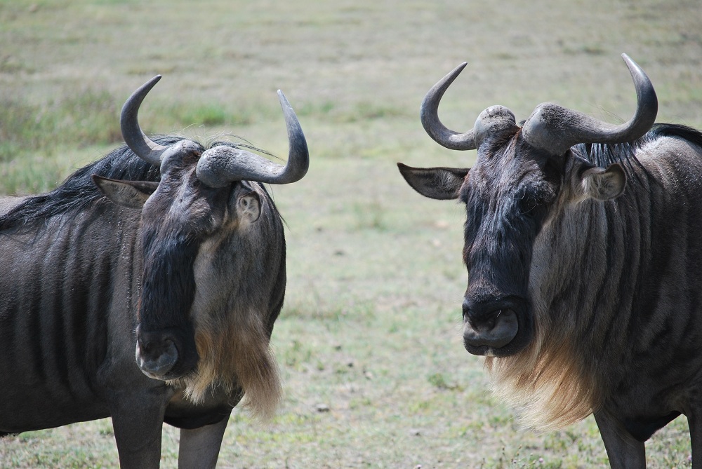 Wildebeest.