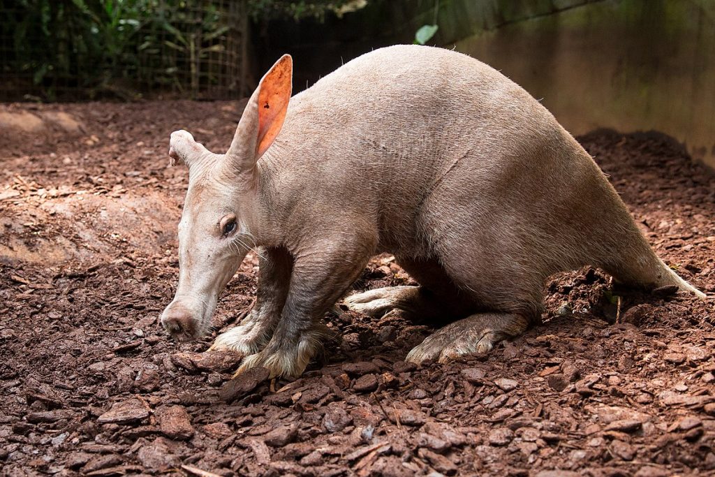 Facts about Aardvarks