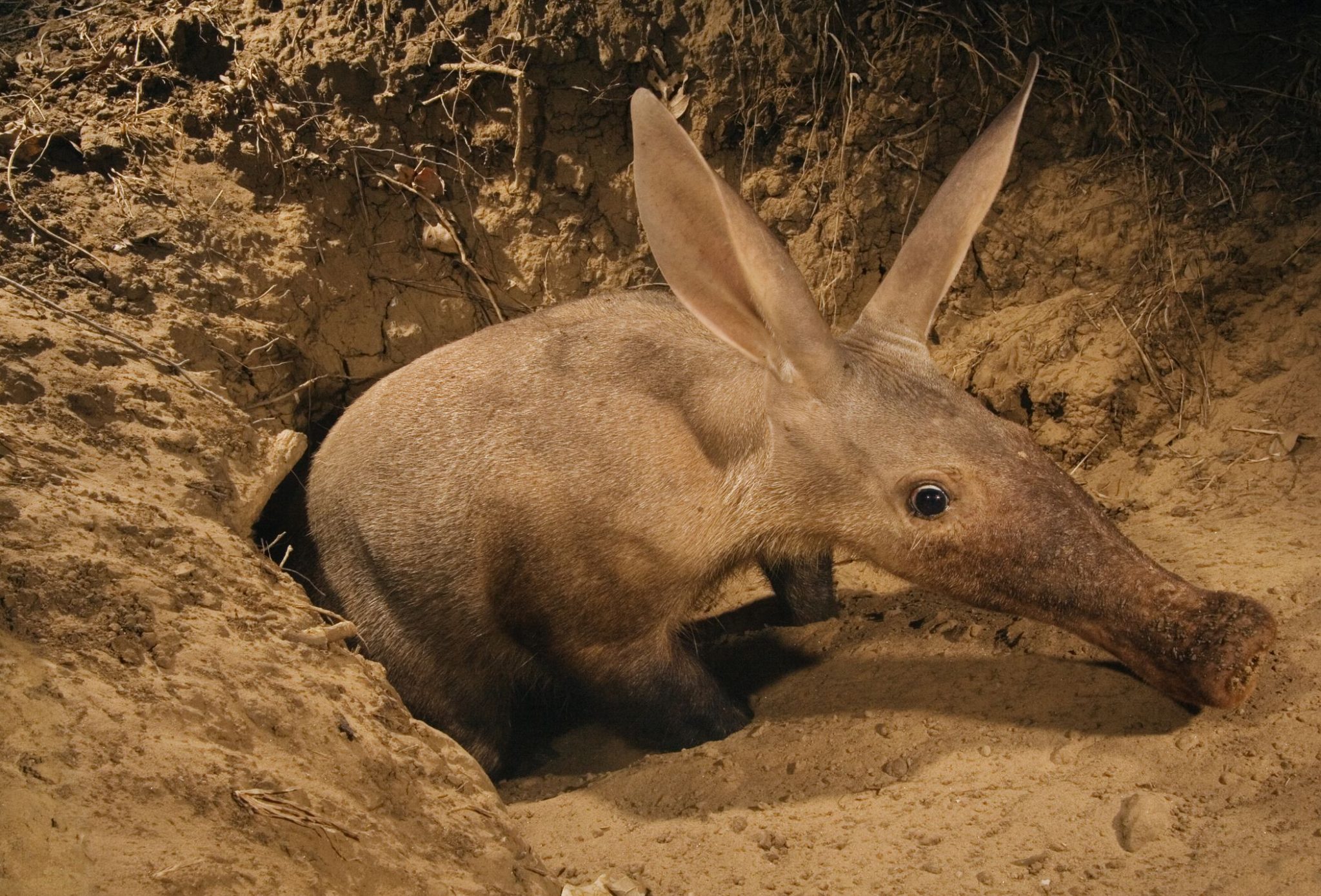 Aardvarks Facts, Behaviors, Lifespan, Diet and How are Left