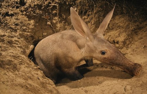 Facts about Aardvarks