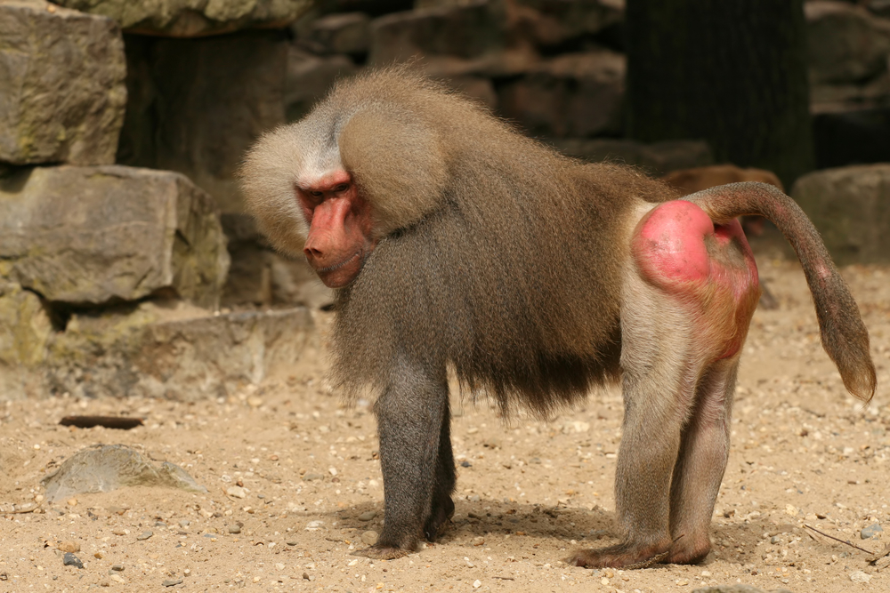 Baboon Facts