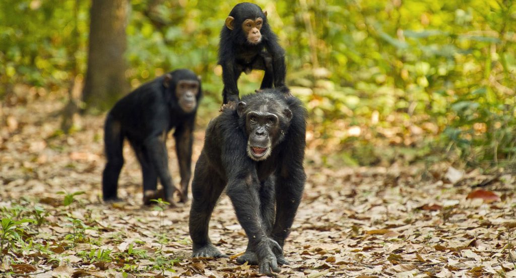 Chimpanzee trekking in Gombe National Park