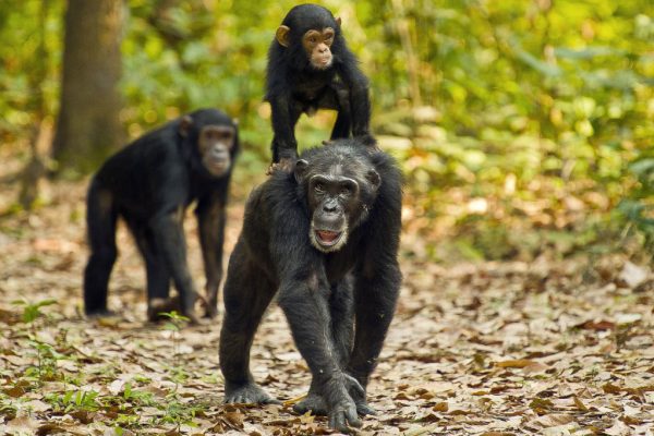 Chimpanzee trekking in Gombe National Park