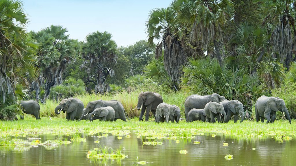 Herd of elephants in Selous Game Reserve