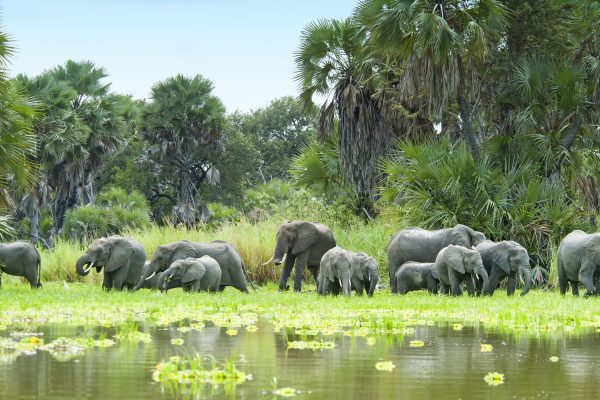 Herd of elephants in Selous Game Reserve