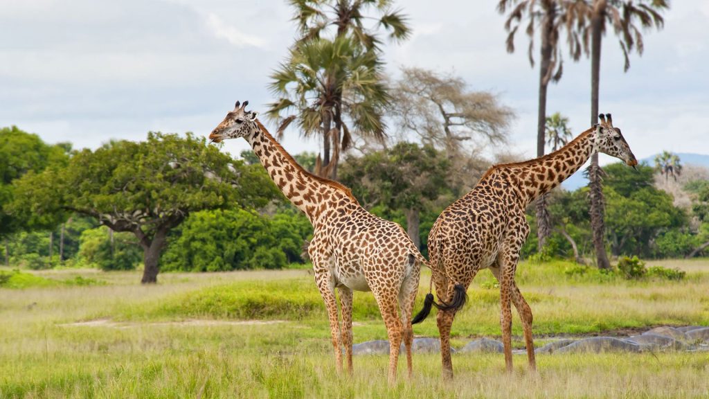 Katavi National Park Tanzania