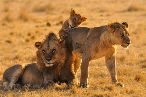 Lions in Serengeti National Park