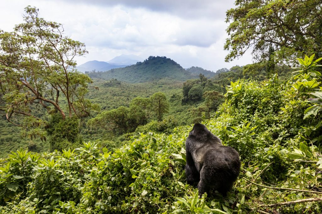 mountain gorillas of Uganda