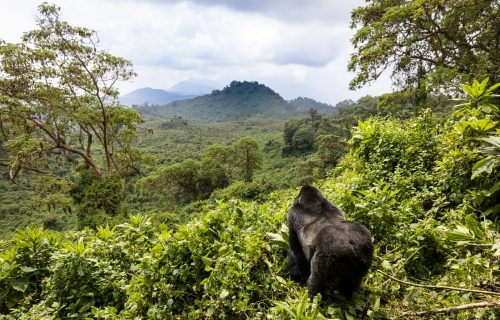 mountain gorillas of Uganda