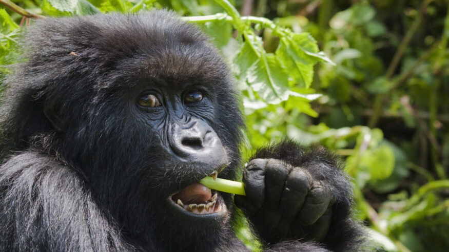 the Bwindi Impenetrable Forest