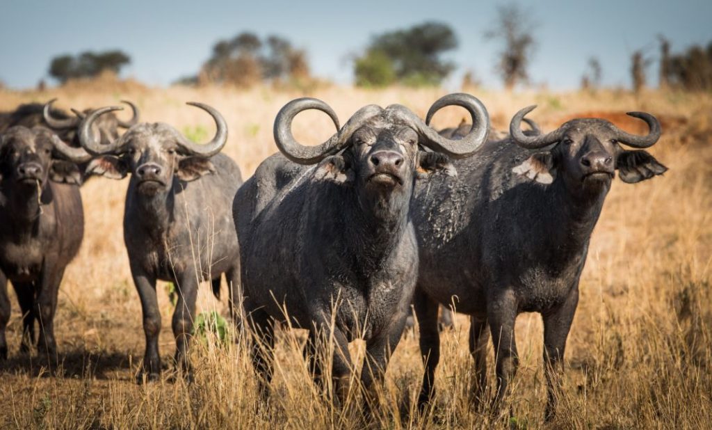 Wildlife in Tarangire National Park