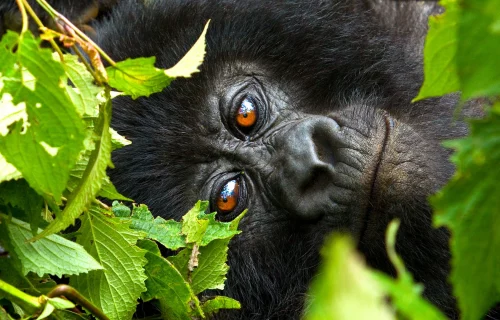 African safari with gorillas