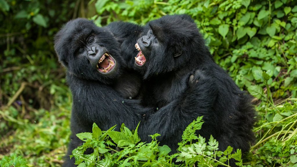 African safari with gorillas