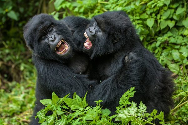 African safari with gorillas