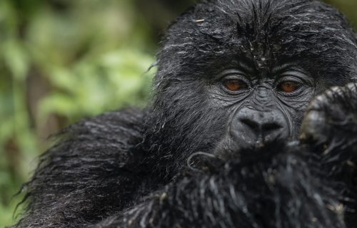 Gorilla Trekking - Volcanoes