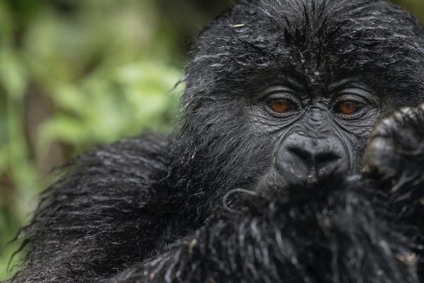 Gorilla Trekking - Volcanoes