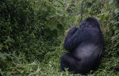 Gorilla Trekking to Volcanoes