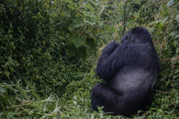 Gorilla Trekking to Volcanoes