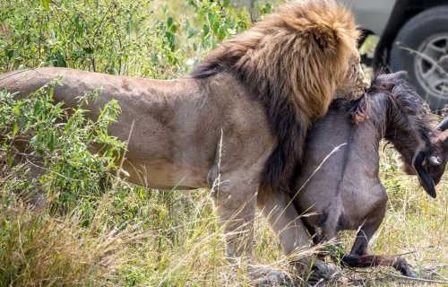 Seronera Valley in Central Serengeti Tanzania