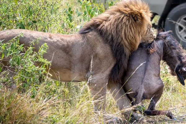 Seronera Valley in Central Serengeti Tanzania