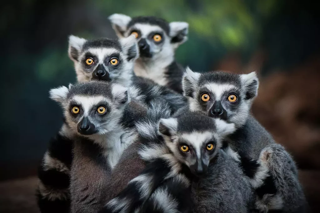 lemurs