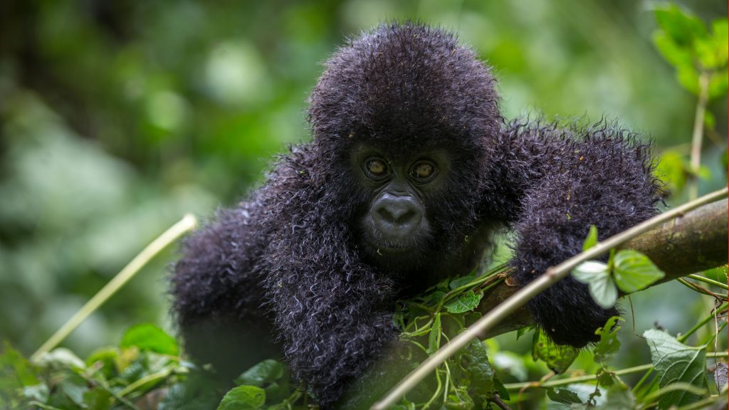 MOUNTAIN GORILLAS IN RWANDA